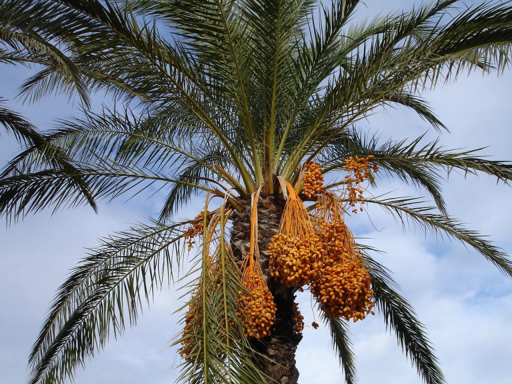 date palm, palm tree, dates, nature, phoenix dactylifera, fruit, seeds, plant, exotic, date palm, date palm, date palm, date palm, date palm