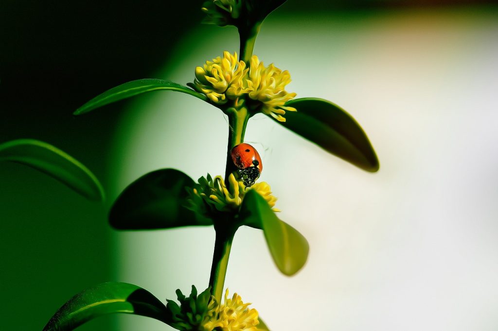 ladybug, insect, boxwood, lucky charm, points, blossom, bloom, abstract, spring, nature, pest control, shrub, colour, leaves, pollen, pest control, pest control, pest control, pest control, pest control