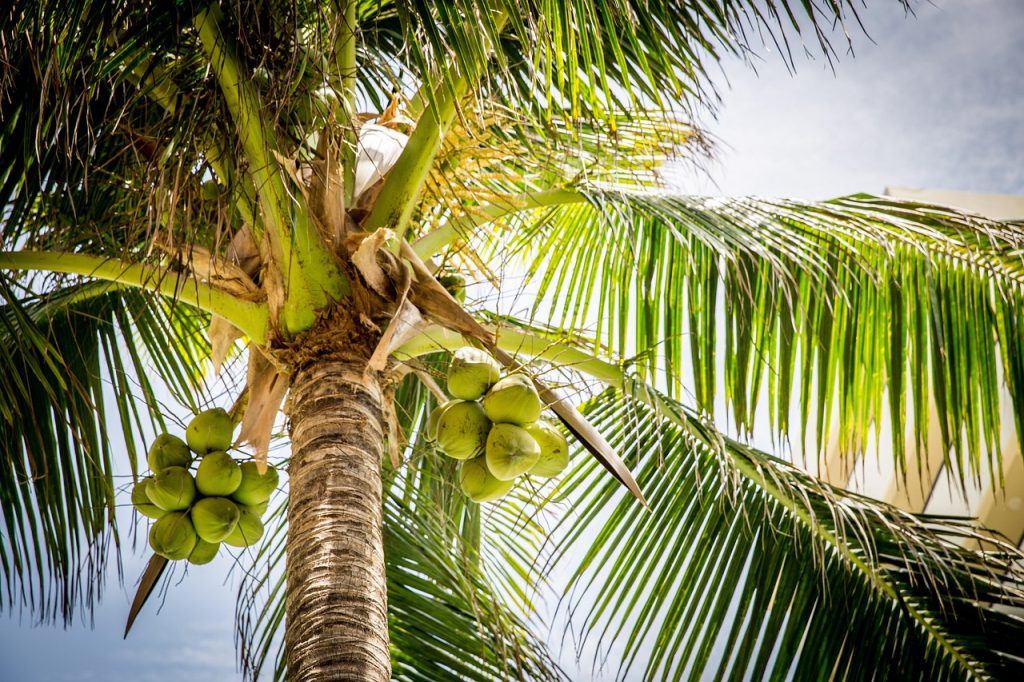 tree, palm, coconuts, coconut tree, palm tree, leaves, nature, tropical, coconut tree, coconut tree, coconut tree, coconut tree, coconut tree, palm tree