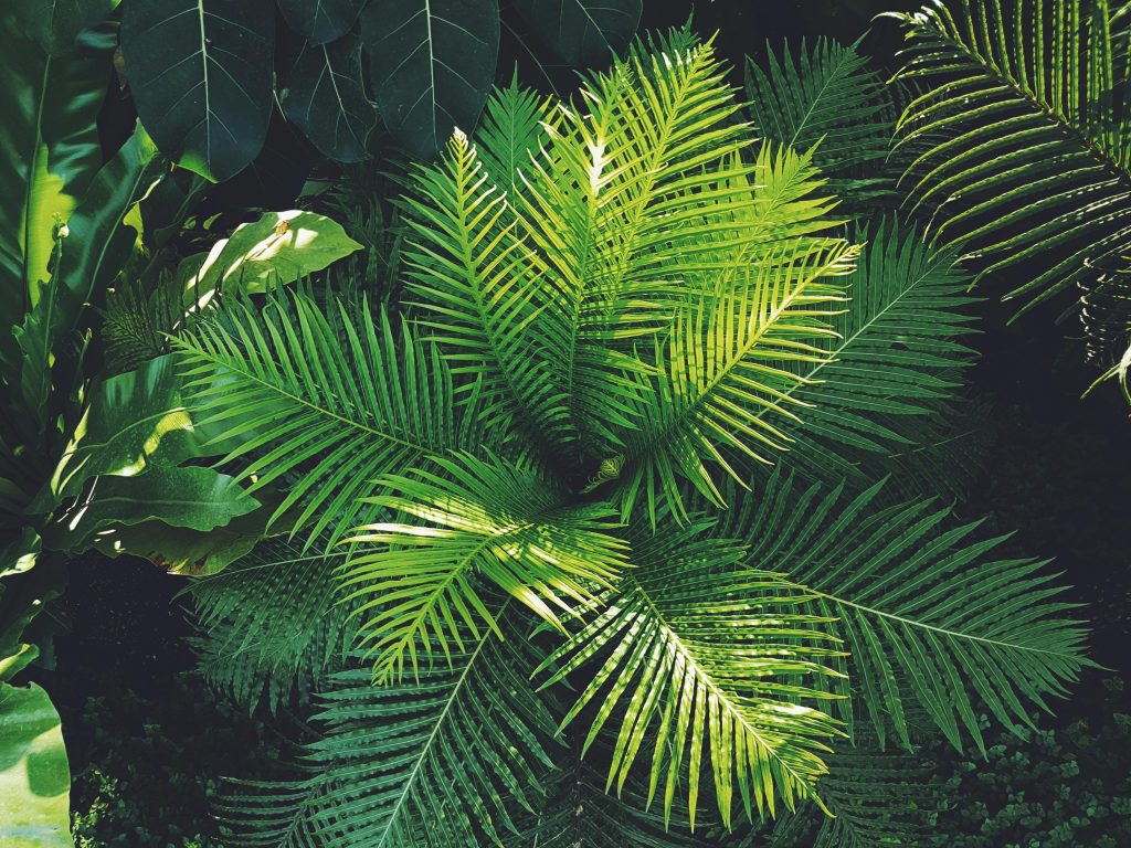 Vibrant green ferns captured in a lush Berlin garden setting, showcasing nature's beauty