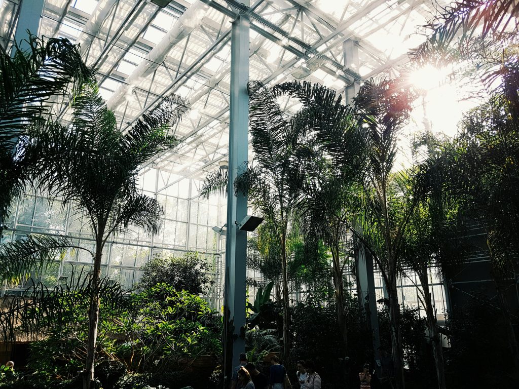 Sunlit tropical palm trees inside a vast Berlin greenhouse, creating a lush botanical escape.