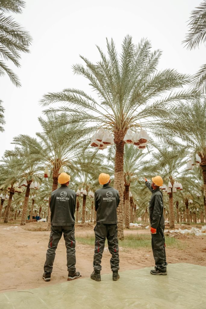 Three men in protective gear harvesting dates from palm trees in a plantation in Biskra, Algeria.