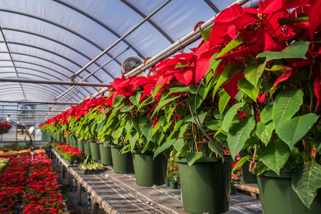 Lush red poinsettias in a greenhouse, perfect for seasonal and floral themes.