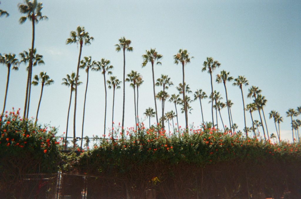 Rows of tall palm trees above vibrant flowers against a blue sky create a serene tropical scene.