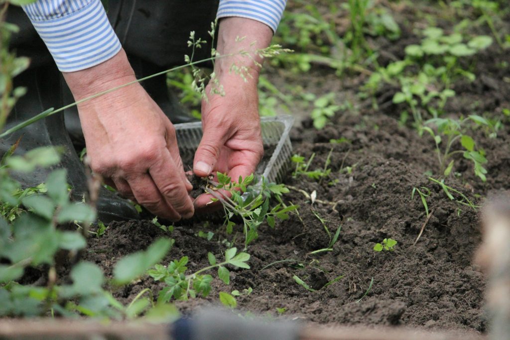 Hands of a gardener planting green seedlings in the soil outdoors.